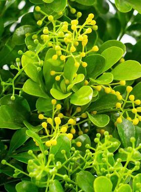 香水米兰花盆栽树苗带花苞花卉绿植室内客厅阳台驱蚊好养易活植物