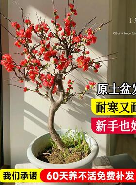 垂丝海棠花盆栽老桩带花苞四季开花盆景树苗室内鲜花卉绿植物好养