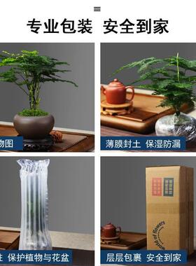 铁树盆栽植物室内好养花卉盆栽桌面迷你小植物茶桌禅意苏铁小盆景