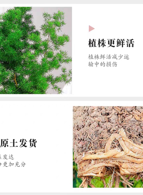 蓬莱松室内盆栽客厅旺宅植物四季常青好养活办公室桌面小绿植盆景