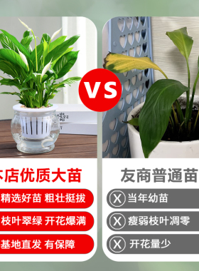 白掌盆栽一帆风顺绿植水培植物花卉鲜花观叶植物室内净化空气植物