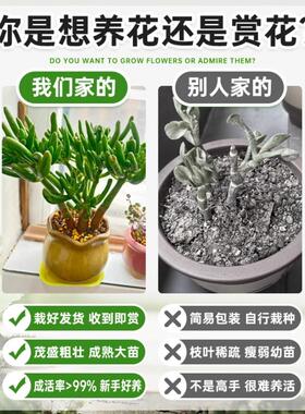 吸财树多肉老桩植物招财盆栽办公室内特大桌面发财树绿植四季常青