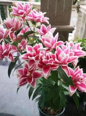 百合种球绿植盆栽香水花卉花苗阳台观花植物室内四季开花好养易活