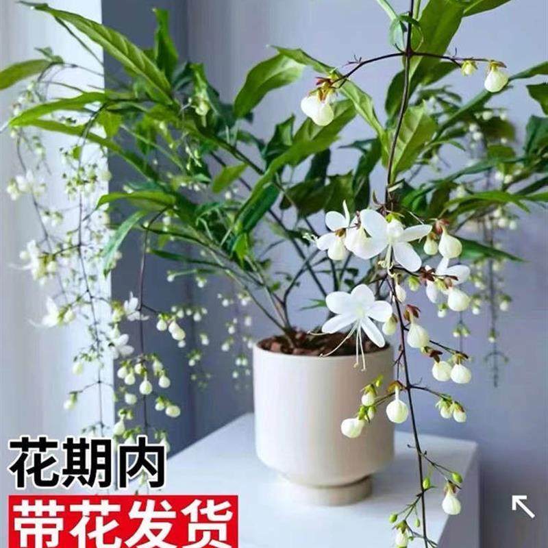 垂丝茉莉风车茉莉花盆栽进口垂吊带花苞大苗四季开花室内绿植好养,淘宝优惠券,粉丝福利购,淘宝优惠卷