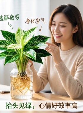 金丝铂金钻盆栽水培植物室内懒人好养大叶绿公主绿萝花卉桌面绿植