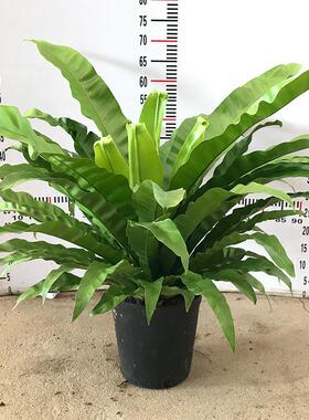 鸟巢蕨盆栽大盆展叶蕨类植物室内网红北欧风四季常绿新奇花卉好养