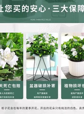 栀子花盆栽多季开花卉植物室内水培绿植清香木好养活茉莉花带花苞