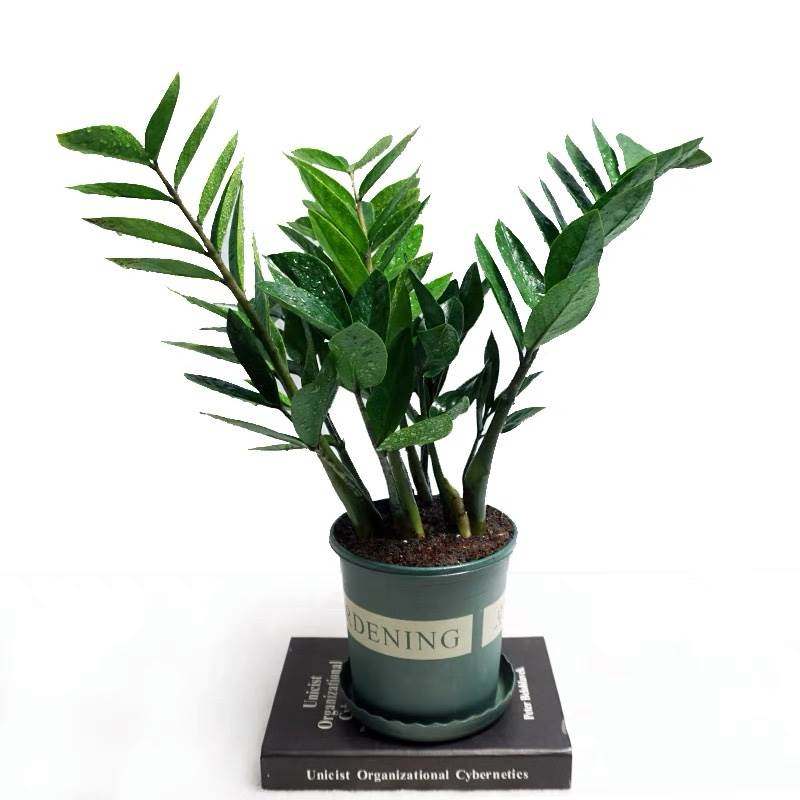 金钱树盆栽植物室内花卉客厅四季常青好养绿植大摇钱串子小发财树,淘宝优惠券,粉丝福利购,淘宝优惠卷