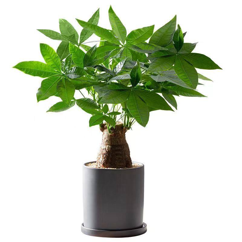 招财花卉发财树树旺宅盆景盆栽客厅办公室老桩粗杆桌面绿植内大型,淘宝优惠券,粉丝福利购,淘宝优惠卷