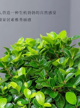人参榕盆栽绿植提根老桩摇钱树发财树造型小叶榕树盆景植物金钱榕