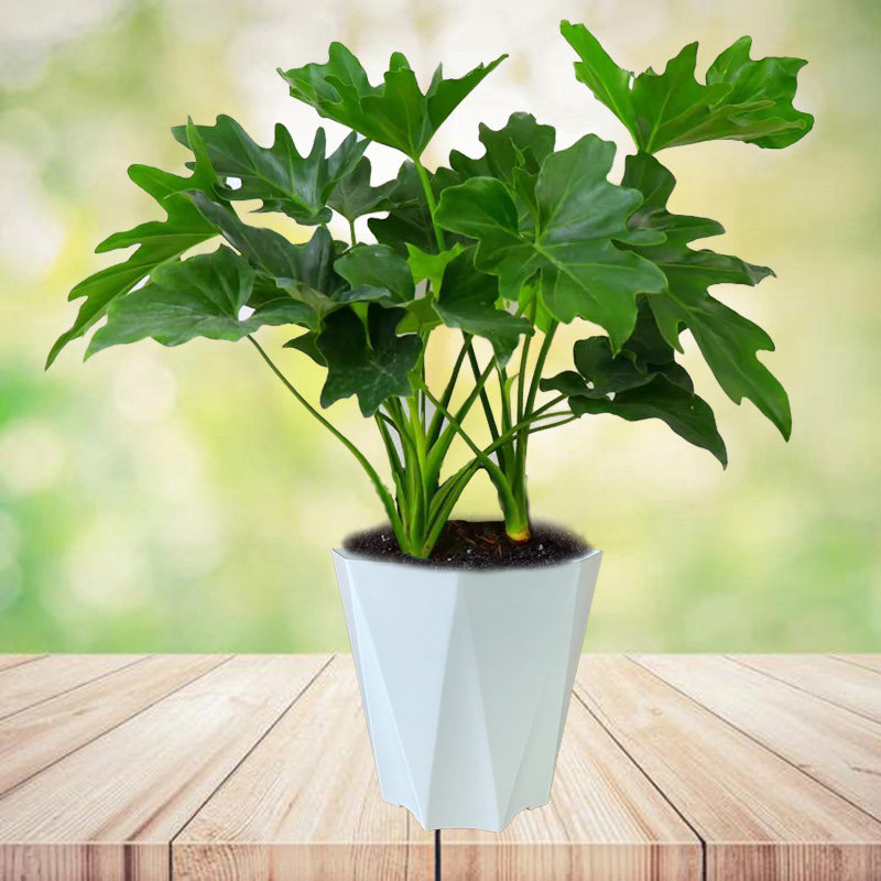 春羽绿植盆栽水培植物龙鳞老桩花苗办公室客厅室内土培花卉植物,淘宝优惠券,粉丝福利购,淘宝优惠卷