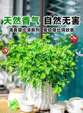 清香胡椒木盆栽花卉室内外薄荷驱蚊草植物树苗老桩盆景九里香绿植