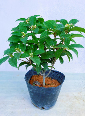 四季桂花盆栽矮霸桩桂花树苗植物景室内外卉开花浓香阳台庭院月桂