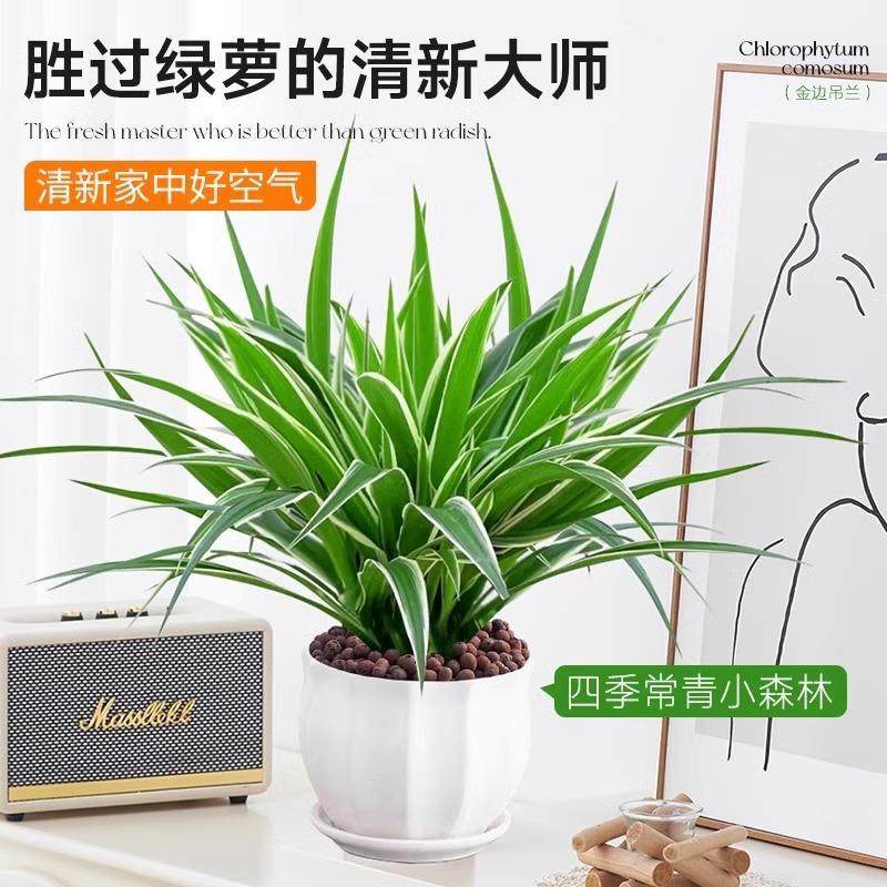 金边吊兰盆栽花卉植物室内垂吊阳台好养绿植四季常青水培净化空气,淘宝优惠券,粉丝福利购,淘宝优惠卷