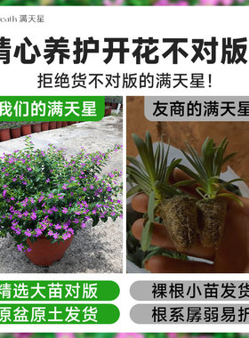 满天星盆栽鲜花好养易活多季开花带花苞发货观花植物阳台花卉花苗