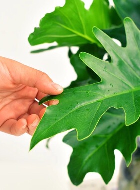 春羽水培植物盆栽室内客厅办公室桌面花卉大叶龟背竹好养绿植