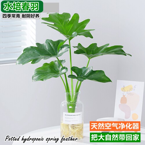 春雨绿植盆栽花卉植物室内易养活龟背竹无土纯羽水培植物室内好养 - 图2