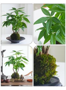 奇趣发财树苔藓球水培植物室内盆栽好养桌面客厅招财绿植禅意盆景