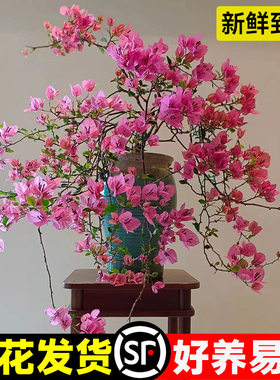 带花三角梅花树苗盆栽新品带花老桩漳红绿樱室内阳台花卉爬藤垂吊
