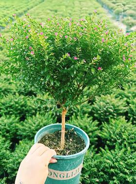 满天星盆栽独杆带花苞阳台庭院好养工程绿化室内四季开花桌面植物