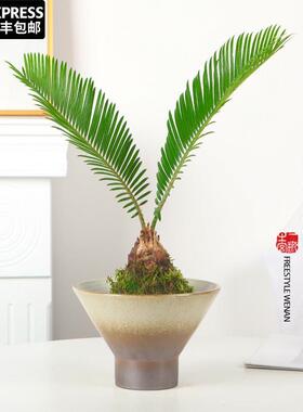水培植物铁树小盆栽客厅绿植室内植物办公室桌面禅意盆景苏铁树苗