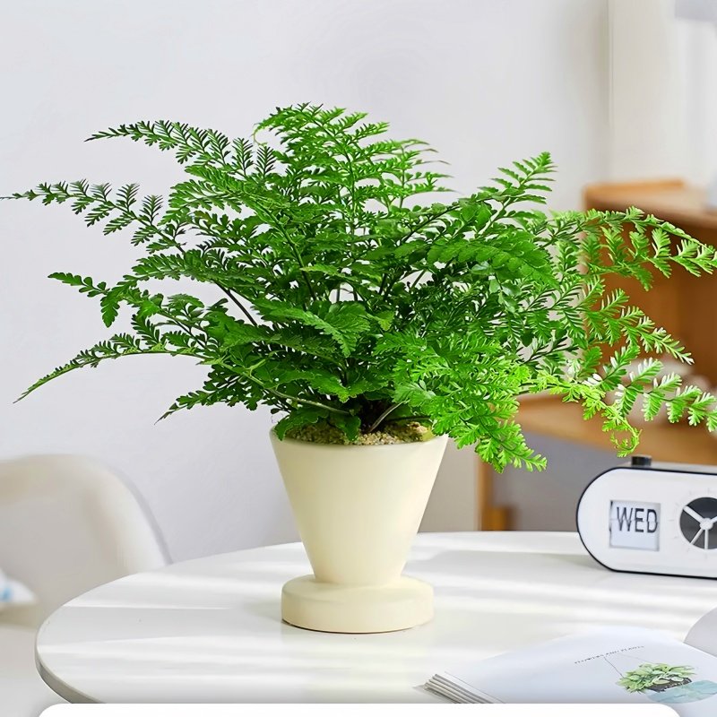 吉姆蕨盆栽网红蕨类植物办公室绿植室内欧洲蕨平安蕨宝石蕨铁线蕨,淘宝优惠券,粉丝福利购,淘宝优惠卷