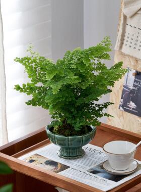 铁线蕨苔藓球水培植物办公室内好养懒人植物蕨类绿植盆栽居家耐阴