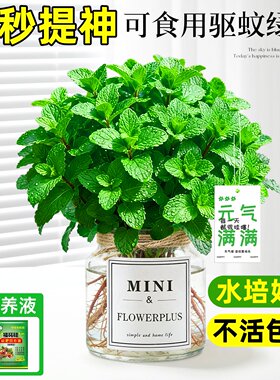 留兰香薄荷盆栽可食用驱蚊植物室内提神防困神器好养活绿植迷迭香