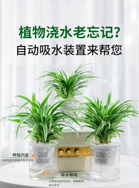金边吊兰盆栽室内植物花卉新房家用净化空气吸除甲醛水培垂吊绿植