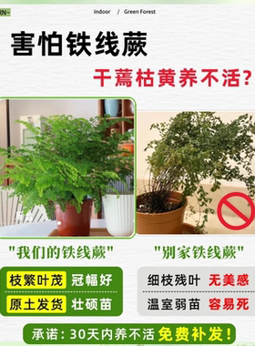 铁线蕨水培植物净化空气耐阴水养蕨类室内好养观叶花卉