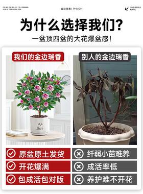 金边瑞香盆栽浓香型带花苞大苗老桩盆景客厅室内花卉四季耐寒植物
