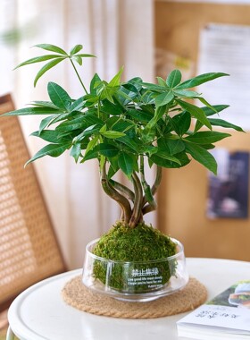 奇趣发财树苔藓球水培植物办公室内桌面好养耐活造型绿植招财花卉