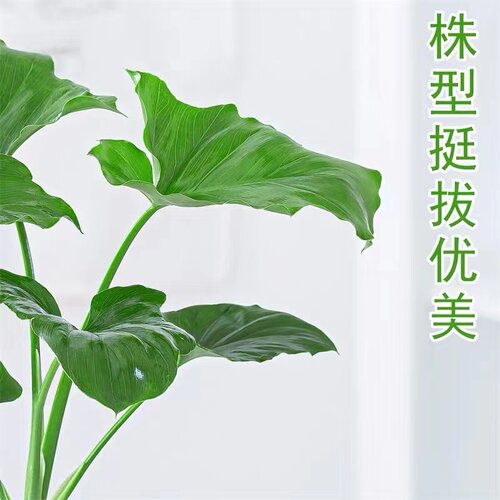 春雨绿植盆栽花卉植物室内易养活龟背竹无土纯羽水培植物室内好养 - 图0