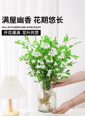 九里香盆栽水培植物驱蚊竹室内茉莉花卉带花苞栀子花好养绿植桌面