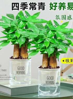 发财树小盆栽客厅花卉绿植物办公室内文竹水培招财树盆景四季好养