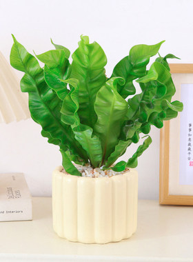 火焰鸟巢蕨盆栽四季常青观叶小绿植办公室桌面易养花卉绿植室内