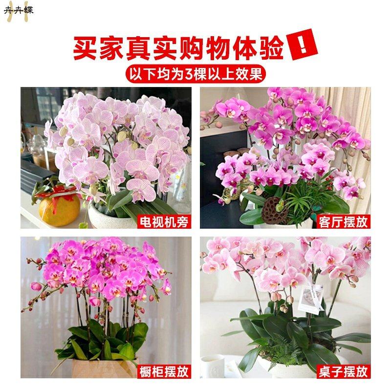 蝴蝶兰小茴紫带花剑进口品种多年生盆栽带花苞兰花苗吸色好养绿植,淘宝优惠券,粉丝福利购,淘宝优惠卷