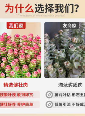 钱串子多肉植物室内盆栽花卉绿植旺宅钱多多大颗好养四季肉肉鲜花