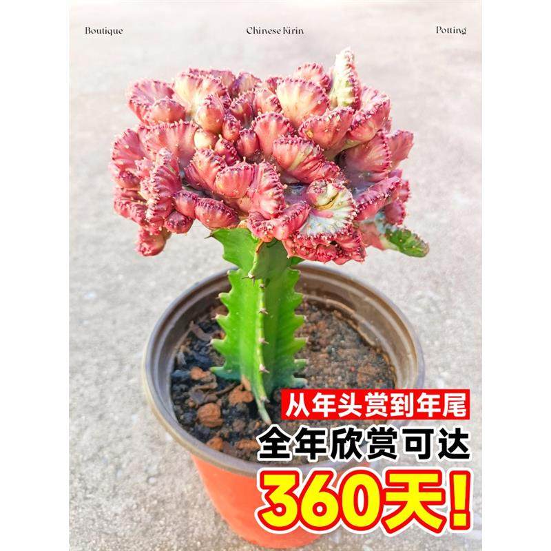 玉麒麟盆栽带盆带根室内客厅办公桌面招财摆件花卉红麒麟多肉植物,淘宝优惠券,粉丝福利购,淘宝优惠卷