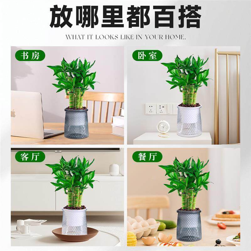 文昌竹4枝金榜题名桌面绿植富贵竹盆栽招财竹子步步高升室内植物,淘宝优惠券,粉丝福利购,淘宝优惠卷