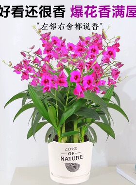 香水石斛兰盆栽带花客厅办室内浓香型花卉绿植四季开花苗易活植物