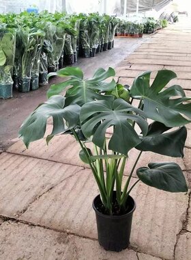 龟背竹盆栽客厅室内大型绿植落地家庭大叶植物花卉耐阴好养