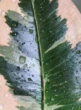 花叶橡皮树盆栽黑金刚橡皮树彩色红关公橡皮树室内吸甲醛好养