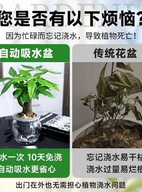 发财树盆栽老桩办公室净化空气水培植物招财树聚财树四季观叶植物