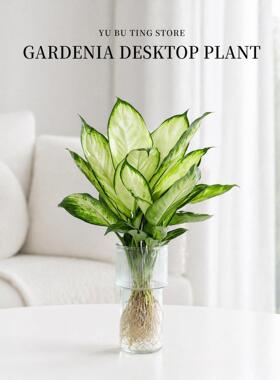 玛丽安水培植物盆栽水养室内万年青桌面绿植客厅净化空气好养植物