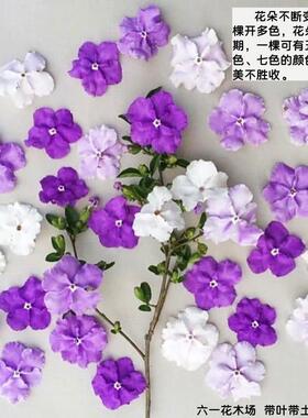 双色茉莉盆栽 双色花苗 鸳鸯茉莉花 阳台室内外盆栽 芳香花卉