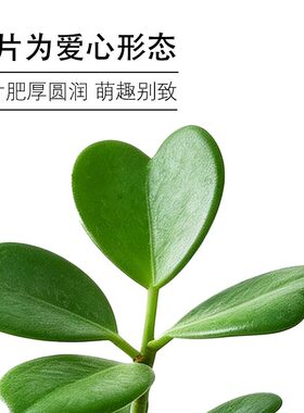 心叶球兰多肉植物网红ins风室内办公桌面绿植盆栽小摆件新手好养
