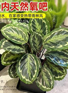 彩虹竹芋盆栽水培孔雀竹芋彩叶绿植物花卉室内夏季天除甲醛好养活