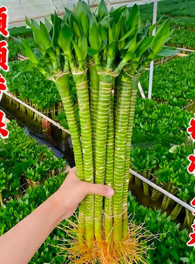 【金榜题名】文昌竹4支文竹龙竹观音竹转运竹富贵竹植物室内水培