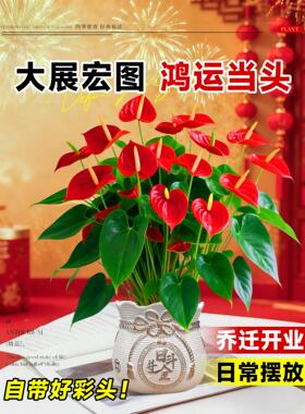 红掌盆栽带花大叶大花大号客厅植物水培花卉绿植室内桌面招财摆件